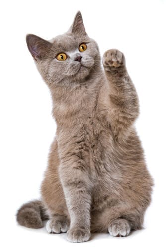 cat-bg