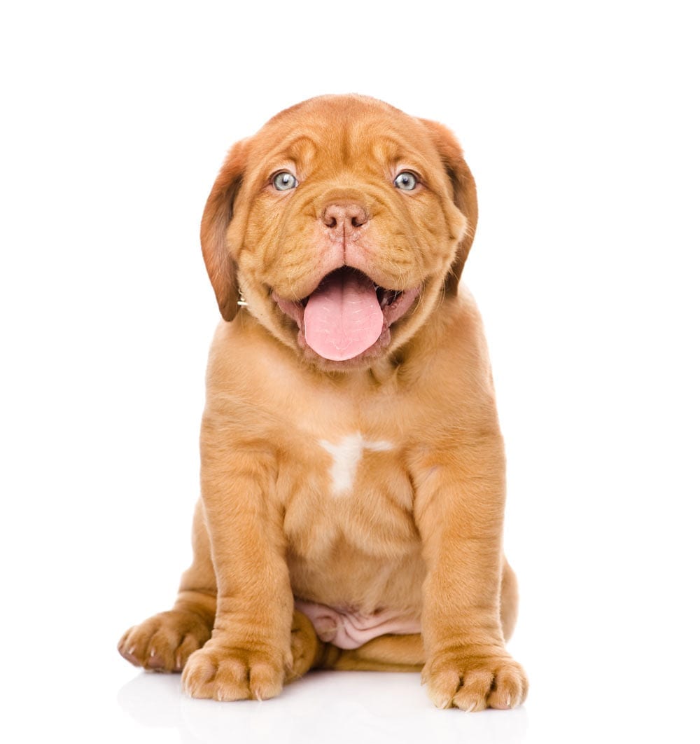 puppy